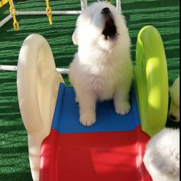 Samoyed Puppies from Seaside Samoyeds