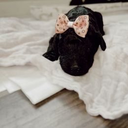 Poodle Puppies from Simplicity Poodles