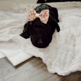Poodle Puppies from Simplicity Poodles
