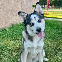 Arrow - Black and white male Pomsky puppy in La Verne, California from Red Cedar Pomskies