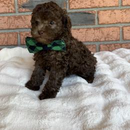 Winston - Cafe au lait male Poodle puppy in Lakeland, Florida from Blessed Beginnings Puppies
