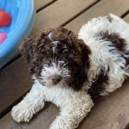 Gray boy - Brown roan Lagotto Romagnolo puppy in Westlake, Oregon from Premier Truffles