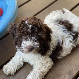 Gray boy - Brown roan Lagotto Romagnolo puppy in Westlake, Oregon from Premier Truffles