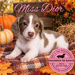 MISS DIOR - Dapple female Dachshund puppy in Columbia, Louisiana from Diamond 5R Ranch AKC & CKC Miniature Dachshunds