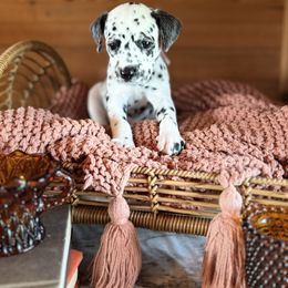 Female picking spot 1 - White and black female Dalmatian puppy in Hawkins, Texas from Snow Dalmatians