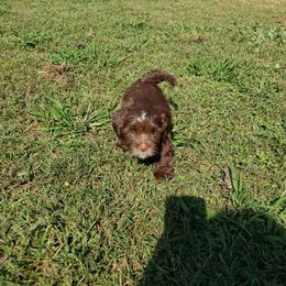 Boy 4 - Havanese puppy from Hillbilly Havanese