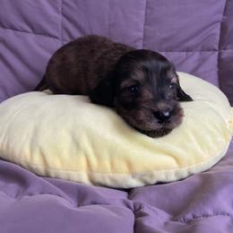 Cream brindle boy-Teddy - Brindle male Dachshund puppy in Wolf Lake, Indiana from Canisteo Dachshunds