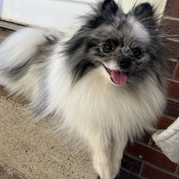 Baloo - Pomeranian