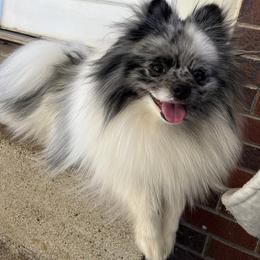 Baloo - Pomeranian
