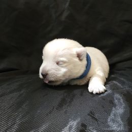 Piccalo -Blue - White male West Highland White Terrier puppy in Toronto, Ohio from Shekinah’s Mi-Kis & Cricket Hill’s Westies