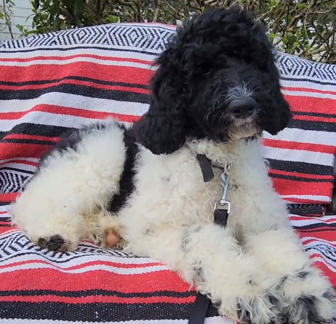 ⭕️Tushi OBEDIENCE TRAINED - Parti Goldendoodle puppy in Rome, Georgia from Lisa Marie's Poodles & Doodles
