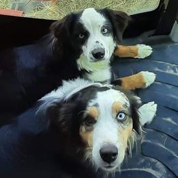 Australian Shepherds from Waggin Bow Mini Aussies