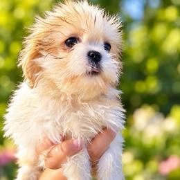 Athena - Gold and white female Shih Tzu puppy in Chattanooga, Tennessee from Joyfull Pals
