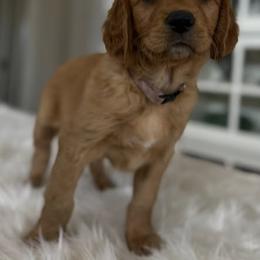 Ms. Pink - Dark golden female Golden Retriever puppy in Lake George, Colorado from Floyd Ranch Field Goldens