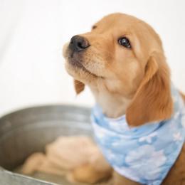 Captain - Golden male Golden Retriever puppy in Idaho Falls, Idaho from Brinton Goldens