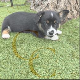 Rainbow - Black and tan male Pembroke Welsh Corgi puppy in Salisbury, Maryland from Coastal Corgis