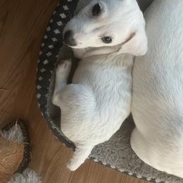 Border Collie and Jack Russell Terrier Puppies from CP FARMS BORDER COLLIES N JACKS CORP
