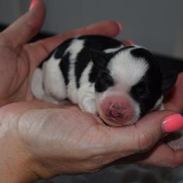 Cash - Blue Boy - Parti male Miniature Schnauzer puppy in Oneonta, Alabama from Murphree Valley Kennels