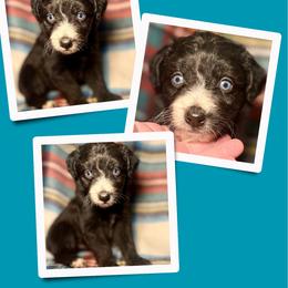 Onyx - Black male Golden Aussiedoodle puppy in Bluefield, Virginia from Love on a Leash