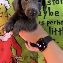 Dusty - Gray (blue) male Dachshund puppy in Florida from Doxie Rugrats