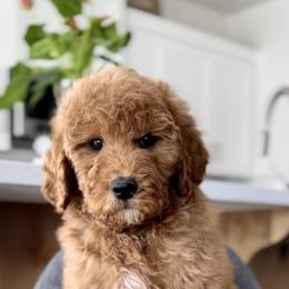 Sage - Red  male Goldendoodle puppy in St George, Utah from Doodle Bears of Southern Utah
