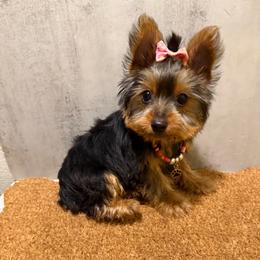 Kammy - Black and gold female Yorkshire Terrier puppy in Maple Heights, Ohio from Yorkiesllc