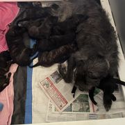 Lurcher Puppies from Sharp Turn Lurchers