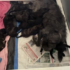Lurcher Puppies from Sharp Turn Lurchers