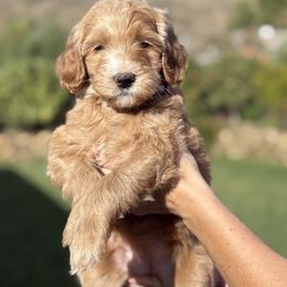Hash brown - Red  female Goldendoodle puppy in Yuciapa, California from AlltheDoodlez_