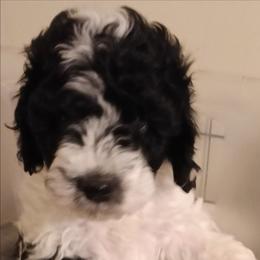 Cadbury - Black and white male Cavapoo puppy in East Providence, Rhode Island from Marta's Cavaliers