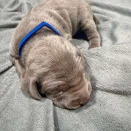 Sully - Silver gray male Weimaraner puppy in Spartanburg, South Carolina from Palmetto State Weimaraners