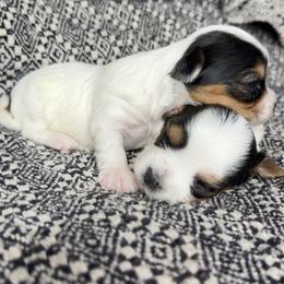 Bingo (Girl 3) - Black tan and white female Biewer Terrier puppy in Las Cruces, New Mexico from De La Rosa Biewers