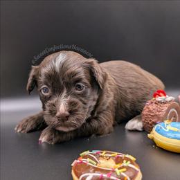 Chocolate Mousse - Chocolate male Havanese puppy in Marysville, Ohio from Sweet Confections Havanese