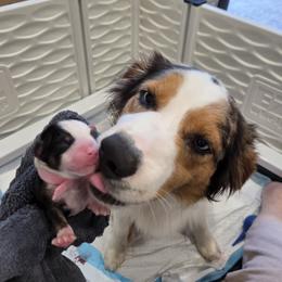 Australian Shepherd Puppies from Out of the Blue Aussies