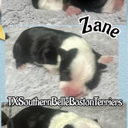 Zane - Black and white male Boston Terrier puppy in Brazos Point, Texas from TX Southern Belle Bostons