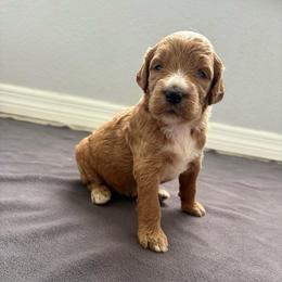 Piper - Red  female Goldendoodle puppy in Brooksville, Florida from Abby’s Standard Goldendoodles