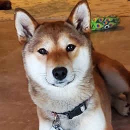 Shiba Inu from Sutton's Shiba Inus