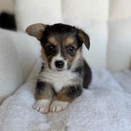 Bubbles - Black and tan female Pembroke Welsh Corgi puppy in Moreno Valley, California from House of Paws & Co.