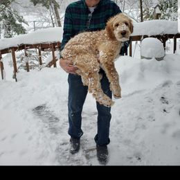 Goldendoodle Puppies from Renegade Doodles
