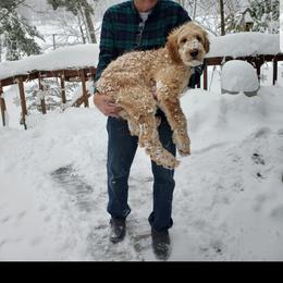 Goldendoodle Puppies from Renegade Doodles