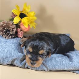 Purple collar girl - Black and tan female Yorkshire Terrier puppy in Jacksonville, Florida from Yorkieology