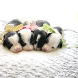 Yorkshire Terrier Puppies from Bluff City Yorkies