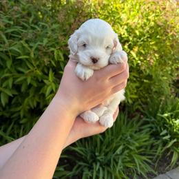 Patrick - Cream male Goldendoodle puppy in Lindon, Utah from Ruby’s Minidoodles LLC