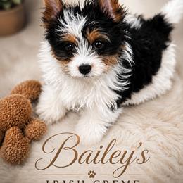 Bailey - Black tan and white male Biewer Terrier puppy in Weiser, Idaho from Hells Canyon