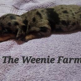 Boy 1 - Dapple male Dachshund puppy in Fritch, Texas from The Weenie Farm