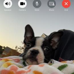 Boston Terrier Puppies from Bosties of Atlanta (BOA)