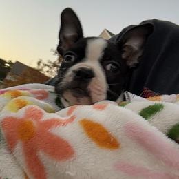 Boston Terrier Puppies from Bosties of Atlanta (BOA)