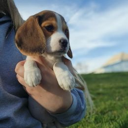 Beagle Puppies from Tymber Lake Beagles