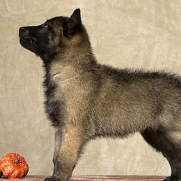 Red - Belgian Malinois puppy from Desert Wind Kennels
