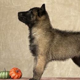 Red - Belgian Malinois puppy from Desert Wind Kennels